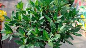 Як виростити лавр на підвіконні